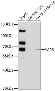 YARS Antibody