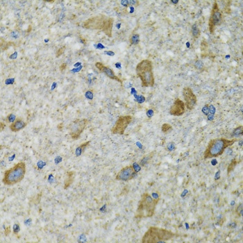 TXN2 Antibody