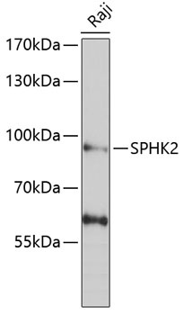 SPHK2 Antibody