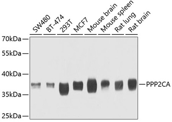 PPP2CA Antibody