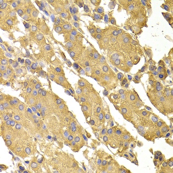 PPP2CA Antibody