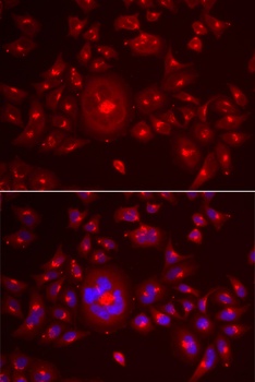 GORASP1 Antibody