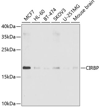 CIRBP Antibody