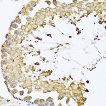 CCT4 Antibody