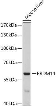 PRDM14 Antibody