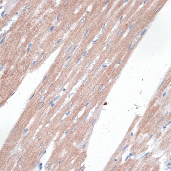 AHSP Antibody