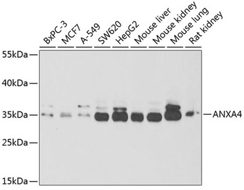 ANXA4 Antibody