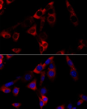HSP90B1 Antibody