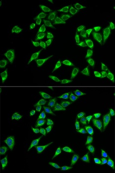 PHLDA2 Antibody