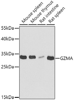 GZMA Antibody
