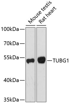 TUBG1 Antibody