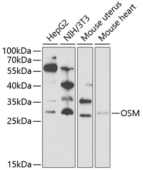 OSM Antibody