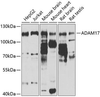 ADAM17 Antibody
