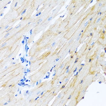 ADAM17 Antibody