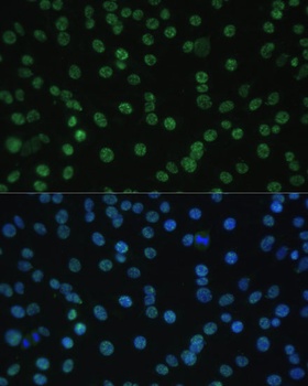 ALYREF Antibody