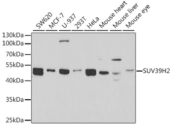 SUV39H2 Antibody