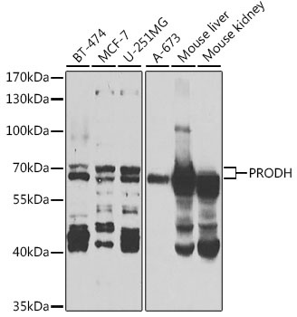 PRODH Antibody