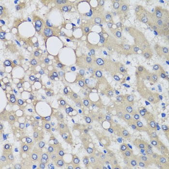 PRODH Antibody