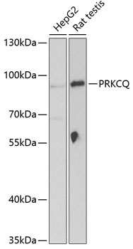 PRKCQ Antibody