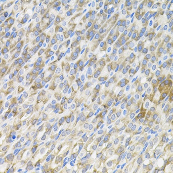 MBL2 Antibody