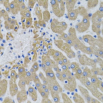MBL2 Antibody