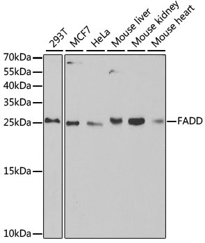 FADD Antibody