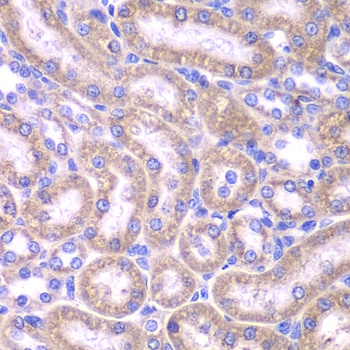 FADD Antibody