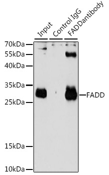 FADD Antibody