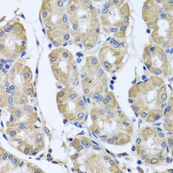 BAG5 Antibody