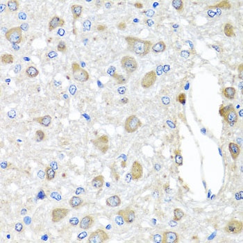 BAG5 Antibody