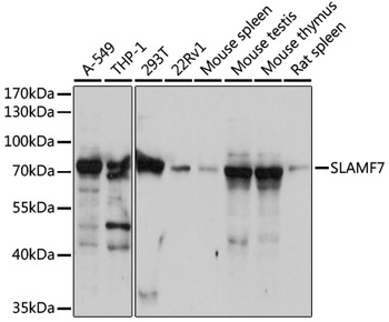 SLAMF7 Antibody
