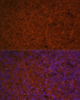 SLAMF7 Antibody