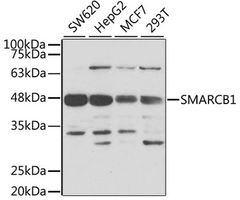 SMARCB1 Antibody