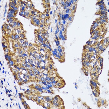 p53 Antibody