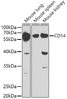 CD14 Antibody