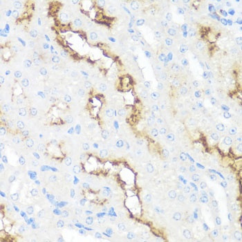 MME Antibody