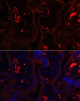MME Antibody
