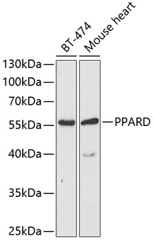 PPARD Antibody