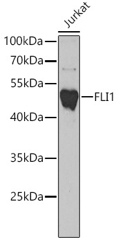 FLI1 Antibody