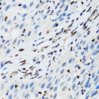FLI1 Antibody