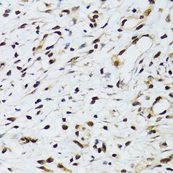 FLI1 Antibody