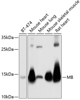 MB Antibody
