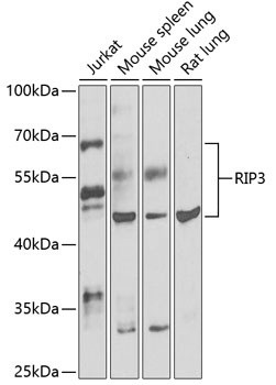 RIP3 Antibody