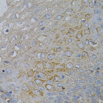 NPC2 Antibody