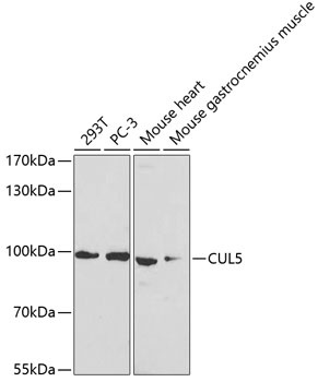 CUL5 Antibody