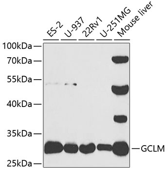 GCLM Antibody
