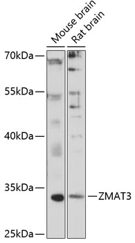 ZMAT3 Antibody