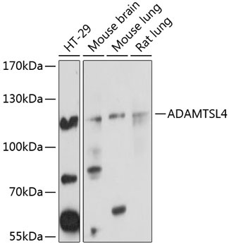 ADAMTSL4 Antibody