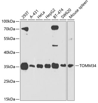 TOMM34 Antibody