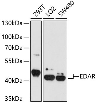 EDAR Antibody